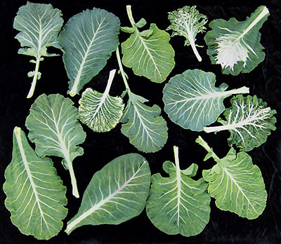 Single leaves of different kinds of heirloom collards, arranged on a black background.