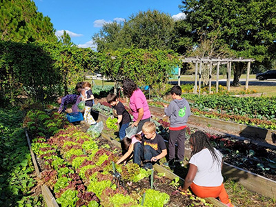 Children working in a raised bed of lettuce in a big bountiful garden under blue skies