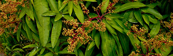 Mango flowers are clusters of tiny yellow flowers arranged on red stems .