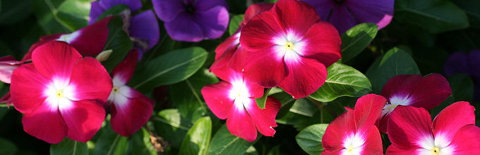 Simple but colorful periwinkle flowers, some pink with white centers, other purple with a deeper purple center