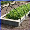 A raised wood frame bed full of leafy green vegetables