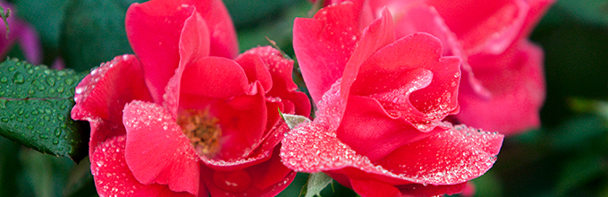 Close view of two red-pink roses covered in dew drops.