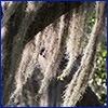 Gray long clumps of Spanish moss hanging from a tree