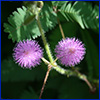 Two round puffball shaped pink flowers of sunshine mimosa groundcover