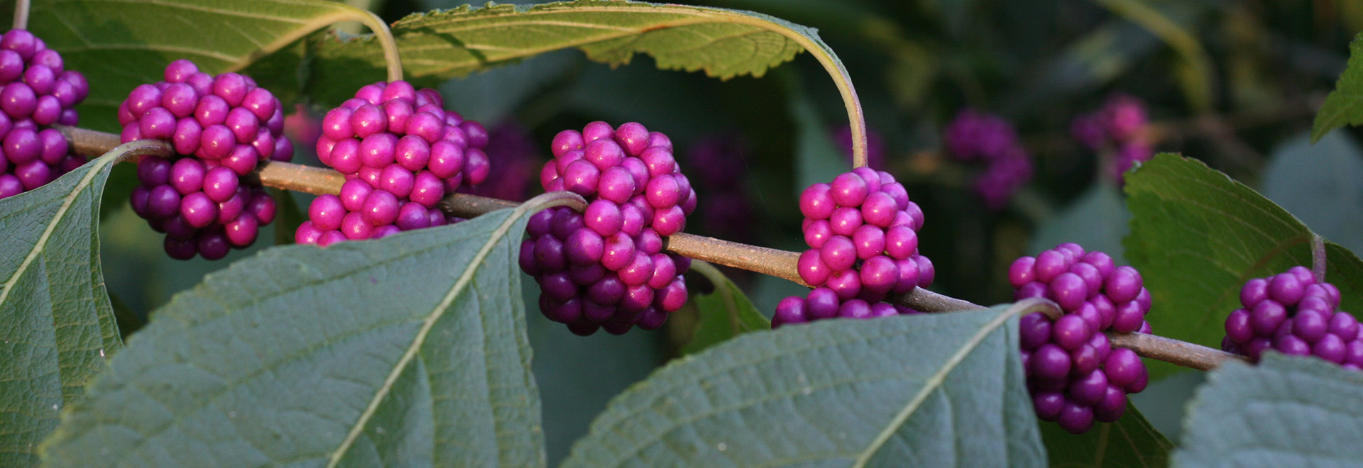 Beautyberry fruits grow in clusters right on the stem and mature to a jewel-like purple.