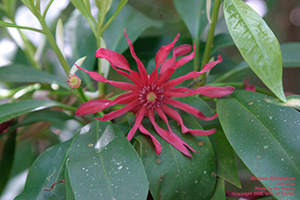 Small red flower with spindly, ribbon-like petals of Florida anise