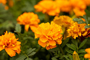 Bright orange marigold flowers