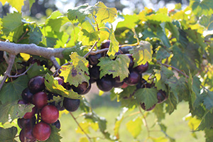 Dark muscadine grapes are larger and more perfectly round than traditional grapes.