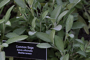 Sage leaves are soft and fuzzy, green with a silvery cast from the fuzz.