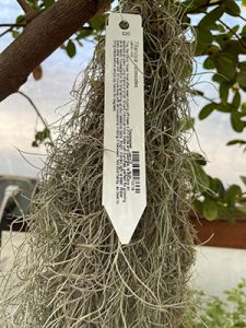 Clump of gray Spanish moss with retail tag showing the price of $20.