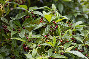 Wild coffee has green leaves with a ridged texture and reddish-brown berries.