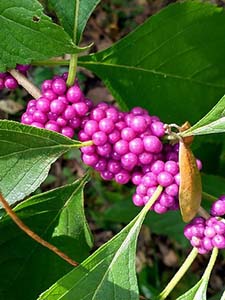 Purple clusters of beautyberry fruits grow directly on the stem of this native shrub.