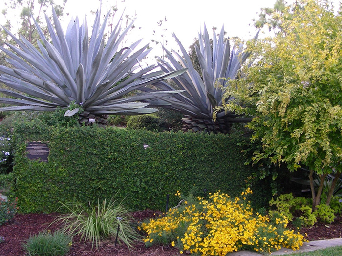 Bold textures at Bok Tower gardens include huge spiked succulents, a wall covered in tiny green creeping fig, an attractive yellow-green tree and yellow flowers in the bed in front of the wall.