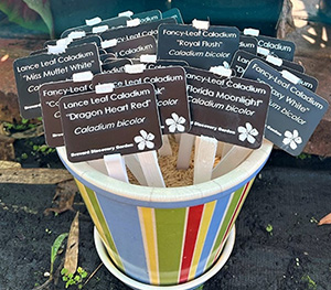 Colorful planter filled with cute plant id signs to put in the ground next to plants