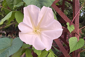 A simple white flower, tinted pink from the sunset.