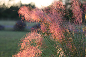 Fluffy pink plumes of muhly grass