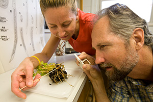 Two UF researchers inspect the roots of a plant for nematode damage.