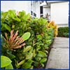 Neatly pruned flowering hedge next to walkway