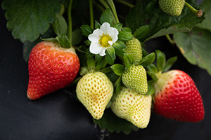 Cluster of strawberries on plant, some ripe and red, some are still green, plus a flower.