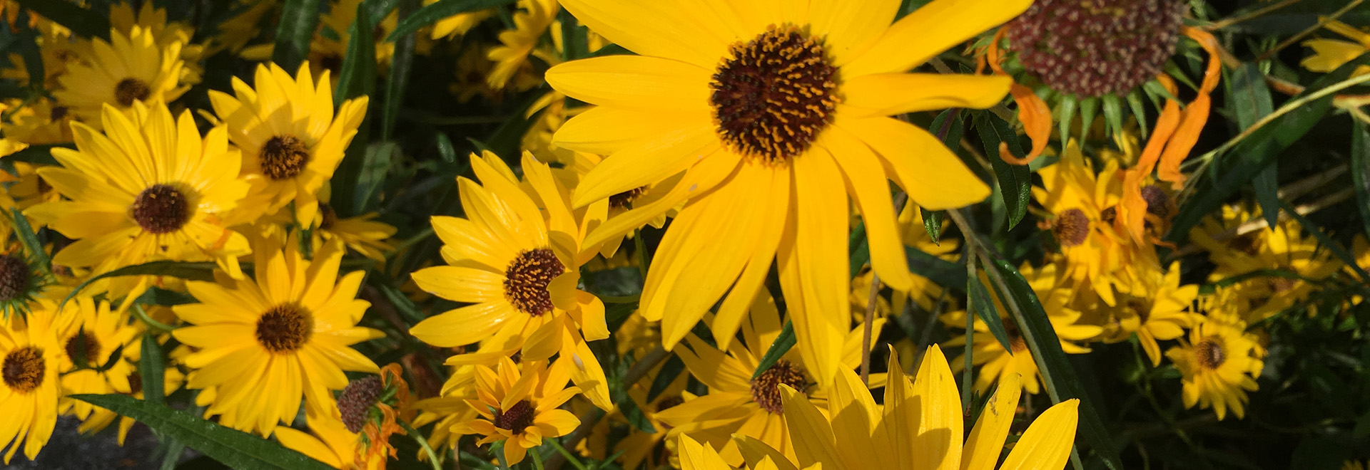 Sunny-gold swamp sunflowers with brown centers.