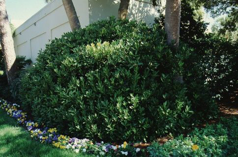 Large anise shrub rounded with dense foliage