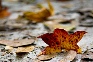 Fallen autumn colored leaves on the ground.