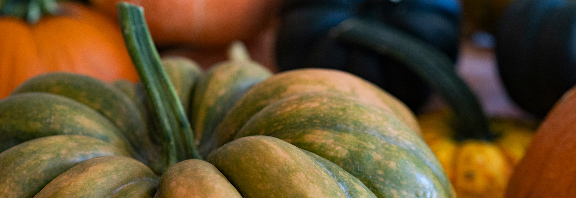 Close view of a gold-green pumpkin, with other differently colored pumpkins in the background