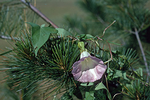 Hedge bindweed has morning glory-like flowers and wraps itself around anything, including this evergreen branch.