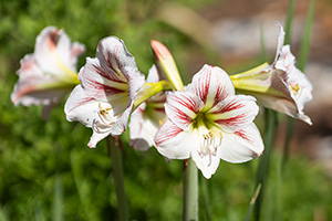 A thick stem rises up and is topped with three trumpet-shaped amaryllis flowers that are white and red candy-stripes.