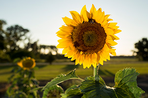 A huge sunflower with setting sunlight on it