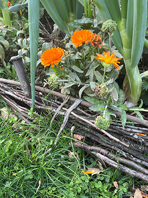 A planting bed barrier made of thin branches that have been threaded through larger upright stakes of wood, creating a very natural look. Bright orange flowers contrast nicely with the brown of the wattle and all the greenery.