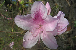 Pale pink George Taber azalea 