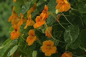 Bright orange simple flowers of nasturtium. Its leaves are round and dark green with lights green variegations.