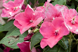 Bright pink impatiens