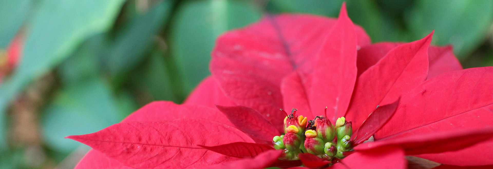 A full red poinsettia outside 