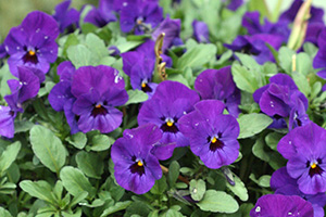 Purple pansy flowers