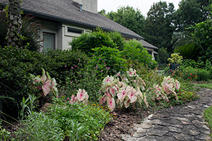 Home landscape with layers of plants with differing heights.