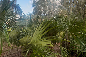 Needle palms growing under oak trees.