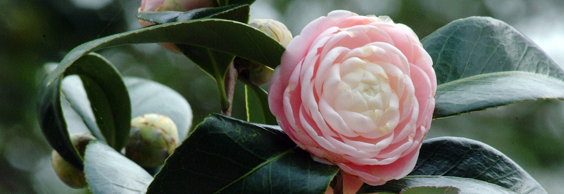 Pale pink camellia flower with tightly packed petals.