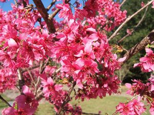 A profusion of hot pink flowers covering a Taiwan cherry tree in winter.