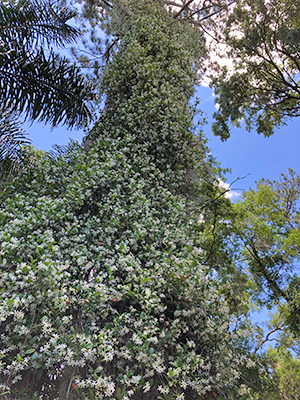 Looking up a huge tree its tall trunk absolutely covered in white flowers.
