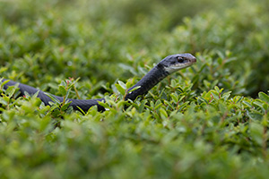 A black snake hangs out on top of a hedge