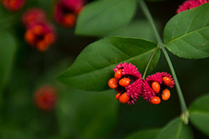 Two round, bright red seed pods opened to reveal reddish-orange seeds inside.