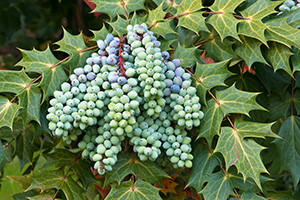 Leatherleaf mahonia has holly-like leaves and clusters of berries that when mature are deep purple-blue. These are unripe and green.