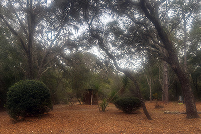 A bare shady space at Crews Lake Wilderness Park in Pasco County