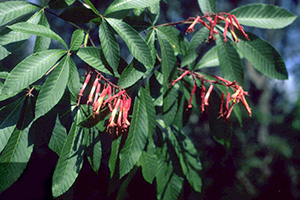 Red buckeye has long ribbed leaves and clusters of red-orange tubular flowers in the spring. Photo by Vic Ramey, UF/IFAS.