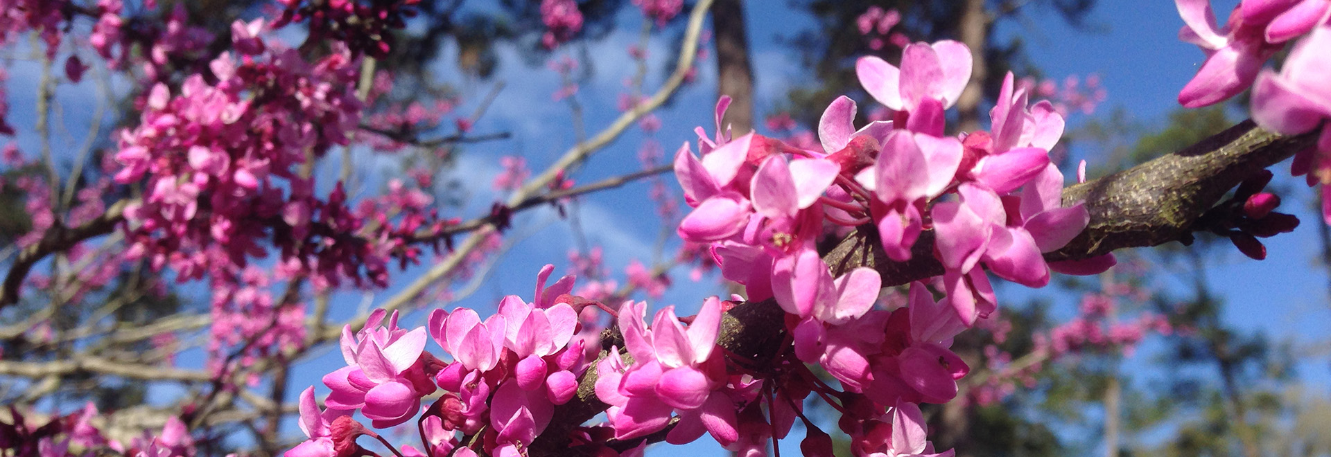 Clusters of small bright pink flowers growing directly on the bare branches of a redbud tree.