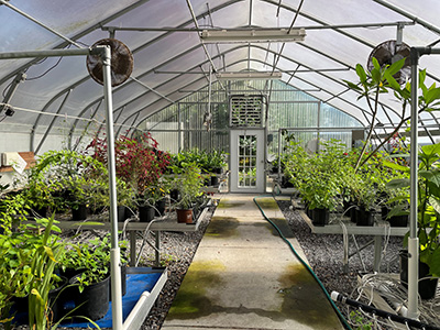 Interior shot of the Santa Rosa MGV greenhouse shows that it's large with many green plants.