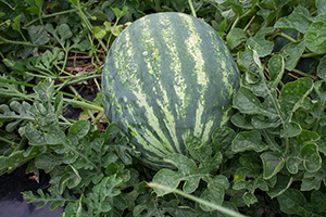 A watermelon growing in a field.