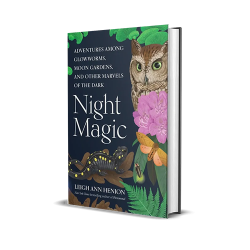 Cover of the book Night Magic features illustration of an owl and blooming flowers on a dark background.